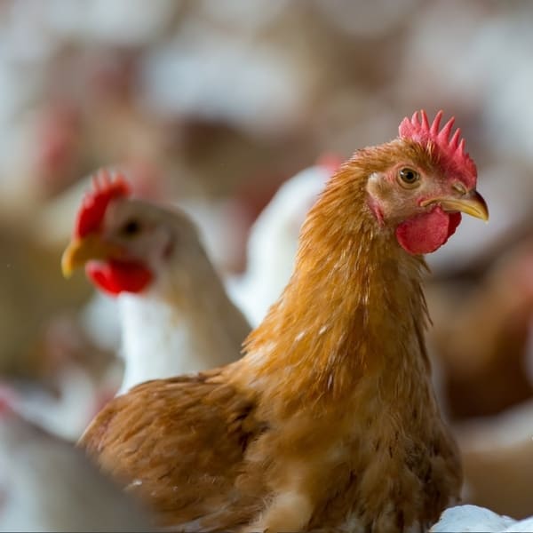 pollos requieren menos comida