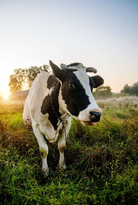 Ingrediente De Alimentación Animal